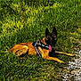 dog, canine, grass, outdoor, pet, animal, nature, wildflowers, summer, sunlight, happy, tongue_out, lying_down, path, greenery, black_harness, brown_fur, ears_up, playful, resting