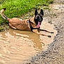 dog, muddy_puddle, grass, dirt_path, tongue_out, happy, canine, outdoor, playing, water, brown_fur, black_face, harness, mud, nature, summer, pet, animal, resting, wet