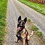 dog, german_shepherd, tongue_out, sitting, gravel_road, country_road, grass, cornfield, outdoor, nature, pet, canine, animal, rural, daylight, happy, playful, fur, ears, collar