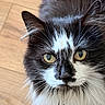 cat, close_up, portrait, black_and_white, fluffy, yellow_eyes, whiskers, fur, pet, indoor, curious, animal, mammal, face, ears, nose, wooden_floor, domestic_cat, looking_at_camera, feline