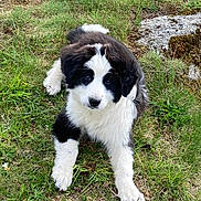 Romy participe au concours pour gagner de l'argent avec cette photo : puppy, dog, black_and_white, grass, outdoor, cute, animal, pet, fur, young, nature, playful, canine, laying_down, adorable, friendly, mammal, grassland, curious, relaxed