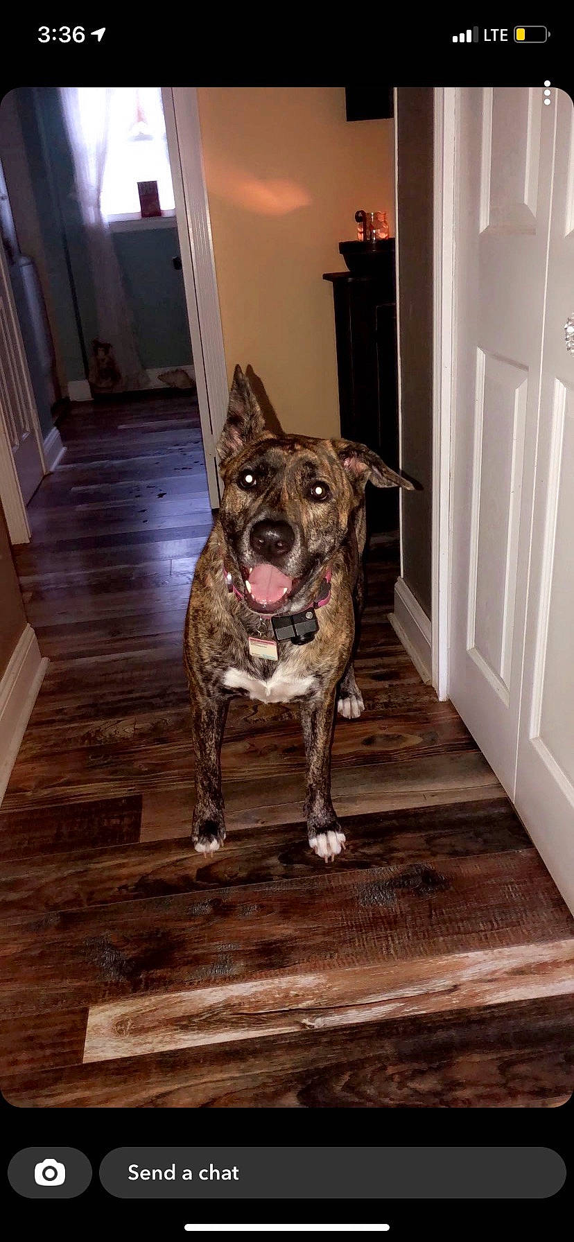 Millie is registered to the contest to win money with this photo: carnivore, companion_dog, dog, dog_breed, door, fawn, felidae, floor, flooring, hardwood, home_door, laminate_flooring, snout, sporting_group, tail, whiskers, window, wood, wood_flooring, wood_stain