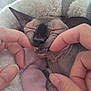 hairless_cat, cat, pet, hands, blanket, cozy, sleeping, fingers, wrinkles, fangs, closeup, indoor, cute, snuggled, pink_blanket, soft_texture, animal, resting, face, napping