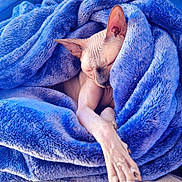 Zïa participe au concours pour gagner de l'argent avec cette photo : animal, blanket, blue_blanket, blue_couch, cat, comfort, cozy, domestic_cat, feline, furless, hairless_cat, indoor, paw, pet, relaxation, resting, sleeping, soft_texture, sphynx_cat, stretching