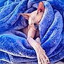 sphynx_cat, cat, hairless_cat, blue_blanket, blue_couch, stretching, relaxation, indoor, pet, cozy, feline, sleeping, paw, blanket, furless, animal, resting, soft_texture, comfort, domestic_cat