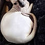 sphynx_cat, hairless_cat, cat, pet, animal, wrinkles, ears, eyes, tail, curled_up, blanket, soft, indoor, fur_less, close_up, cute, curious, resting, cozy, portrait