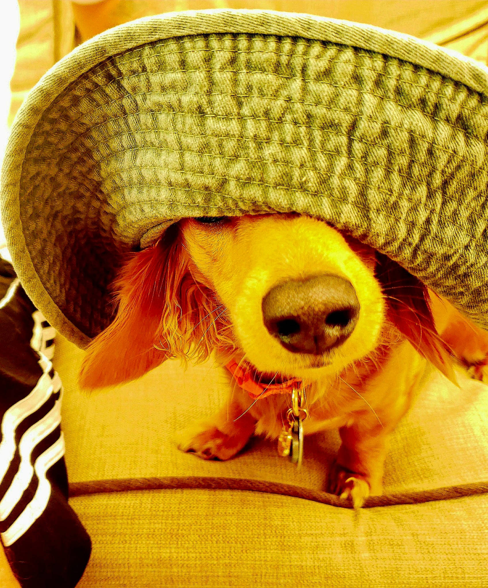 Ginger joined the competition — help win amazing prizes! carnivore, companion_dog, costume_hat, dog, dog_breed, eyewear, fashion_accessory, fawn, fur, glasses, goggles, happy, hat, selfie, smile, sun_hat, sunglasses, toy, whiskers, working_animal