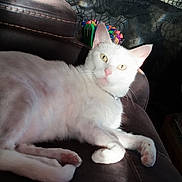 Sadie joined the competition — help win amazing prizes! cat, white_cat, pet, indoor, couch, leather, feline, animal, relaxed, resting, curious_eyes, pink_nose, fur, paw, colorful_pens, background, home, cozy, light, shadow