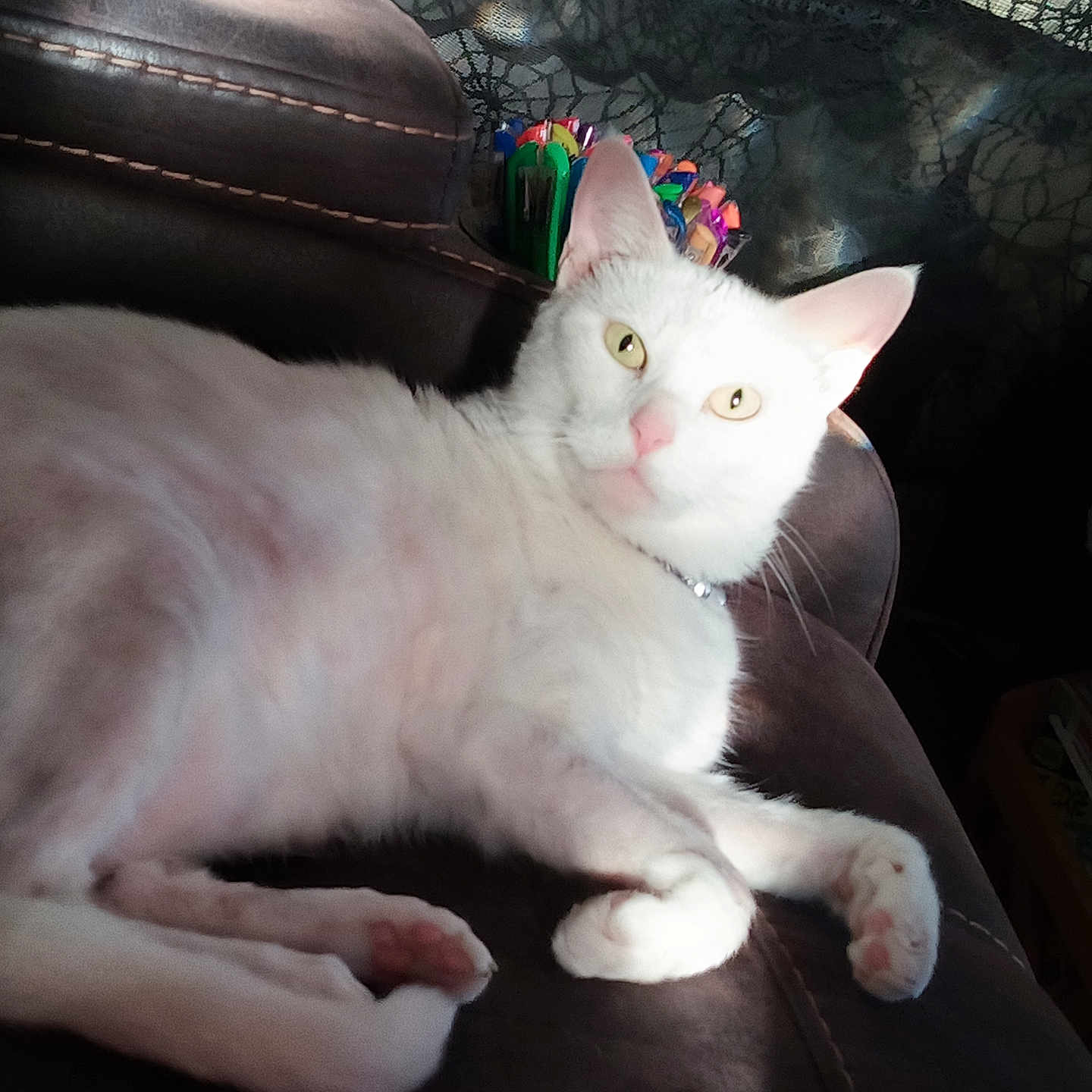 Sadie joined the competition — help win amazing prizes! animal, background, cat, colorful_pens, couch, cozy, curious_eyes, feline, fur, home, indoor, leather, light, paw, pet, pink_nose, relaxed, resting, shadow, white_cat