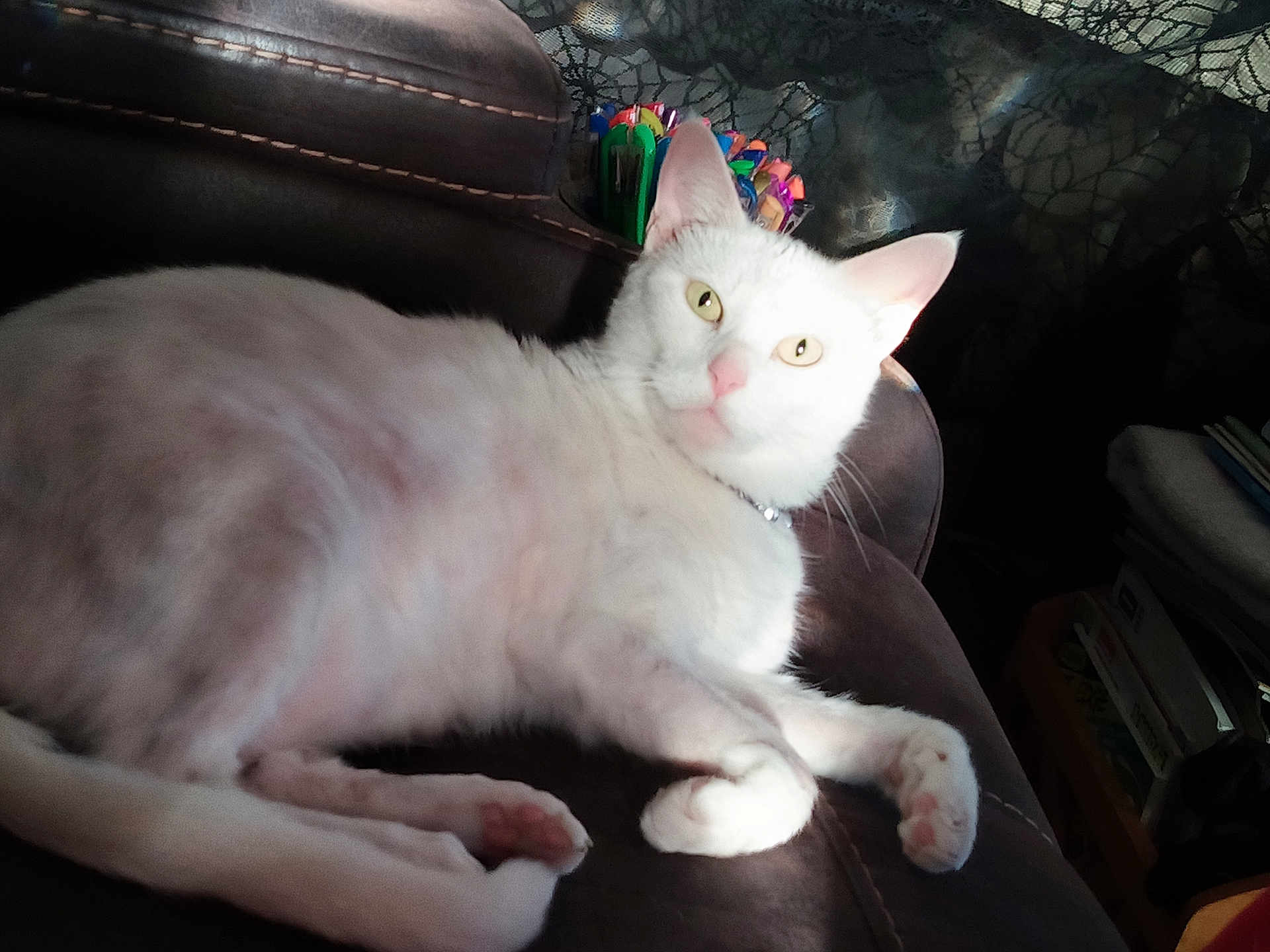 Sadie joined the competition — help win amazing prizes! cat, white_cat, pet, indoor, couch, leather, feline, animal, relaxed, resting, curious_eyes, pink_nose, fur, paw, colorful_pens, background, home, cozy, light, shadow