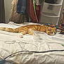 cat, orange_tabby, bed, sleeping, cables, plastic_container, clothing, hanger, fabric_organizer, indoor, furniture, relaxing, pet, domestic_animal, resting, feline, blanket, cord, household, cozy
