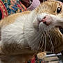 cat, orange_cat, white_fur, whiskers, close_up, indoor, curious, pet, animal, feline, patterned_fabric, colorful, soft_fur, nose, eye, head_tilt, domestic_cat, cozy, background_blur, portrait