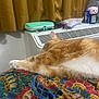 cat, sleeping, orange_cat, white_fur, blanket, patterned_blanket, air_conditioner, curtains, notebook, can, water_can, plastic_bag, case, ear, paw, indoor, resting, feline, bedroom, cozy