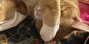 Leo joined the competition — help win amazing prizes! cat, orange_cat, white_paw, sleeping, cozy, paw_covering_face, floral_pattern, blanket, fabric, indoor, resting, cute, pet, fur, whiskers, relaxed, closeup, soft_texture, domestic_cat, animal
