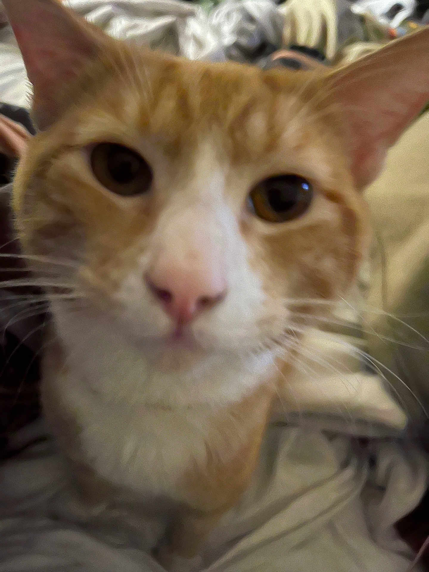 Leo joined the competition — help win amazing prizes! cat, orange_cat, white_fur, close_up, curious, pet, animal, whiskers, indoor, feline, face, nose, ears, fur, domestic_cat, cute, soft, close_range, portrait, blur