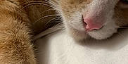 Leo joined the competition — help win amazing prizes! cat, orange_cat, white_fur, whiskers, pink_nose, close_up, sleepy, pet, animal, feline, cute, soft, resting, indoor, fur, mammal, relaxing, laying_down, domestic_animal, cozy
