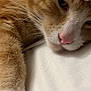 cat, orange_cat, white_fur, whiskers, pink_nose, close_up, sleepy, pet, animal, feline, cute, soft, resting, indoor, fur, mammal, relaxing, laying_down, domestic_animal, cozy