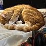 cat, ginger_cat, sleeping, paw, bed, blanket, headphones, indoor, fur, tail, resting, cozy, white_sheet, curled_up, quiet, peaceful, domestic, relaxing, feline, pet