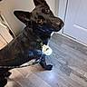 Shadow Thanos Smith joined the competition — help win amazing prizes! alert, animal, black_dog, canine, collar, companion, curious, dog, domestic, door, ears_up, flooring, friendly, glowing_tag, house, indoor, leash, looking_up, pet, wooden_floor