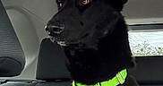 Shadow Thanos Smith is registered to the contest to win money with this photo: alert, backseat, black_dog, brown_eyes, canine, car_interior, close_up, collar, dog, ears, fur, leash, muzzle, neon_collar, pet, portrait, seat, sitting, vehicle, window