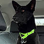 dog, black_dog, canine, pet, collar, neon_collar, leash, car_interior, backseat, window, seat, ears, muzzle, brown_eyes, fur, portrait, close_up, alert, sitting, vehicle