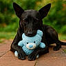 dog, black_dog, teddy_bear, toy, outdoor, greenery, brick_path, pet, cute, animal, lying_down, playful, fur, ears, snout, paws, close_up, nature, soft_toy, adorable