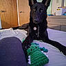 Shadow Thanos Smith is registered to the contest to win money with this photo: animal, bed, bedroom, black_dog, canine, chain, collar, crocodile_toy, dog, door, dresser, furniture, indoor, looking, paw, pet, plush_toy, relaxed, resting, toy