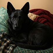 Shadow Thanos Smith is registered to the contest to win money with this photo: animal, bed, black_dog, blanket, close_up, comfortable, cozy, dog, domestic_animal, ears, fur, indoor, looking_at_camera, lying_down, pet, pillow, portrait, resting, sleepy, warm