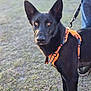 dog, black_dog, orange_harness, leash, outdoor, grass, portrait, close_up, amber_eyes, pointy_ears, canine, standing, pet, alert, focused, owner_present, field, bokeh, animal, training