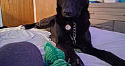 Shadow Thanos Smith is registered to the contest to win money with this photo: alligator_toy, animal, bed, black_dog, canine, chain, collar, curious, dog, door, dresser, ears_up, furniture, indoor, looking, paw, pet, resting, stuffed_toy, toy