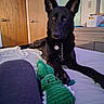 alligator_toy, animal, bed, black_dog, canine, chain, collar, curious, dog, door, dresser, ears_up, furniture, indoor, looking, paw, pet, resting, stuffed_toy, toy
