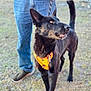 dog, black_dog, pet, orange_harness, leash, jeans, person, shoes, standing, outdoor, grass, attentive, ears_up, mouth_open, portrait, medium_closeup, canine, owner, tail, natural_light