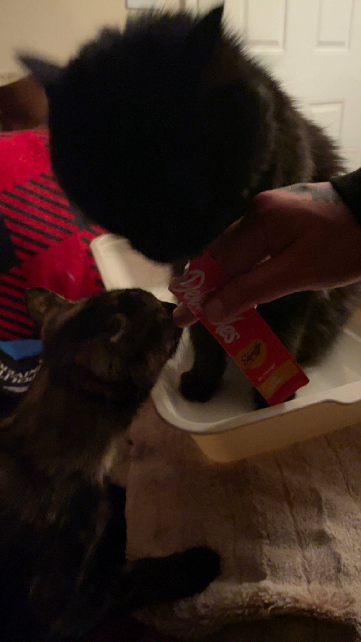 Bella joined the competition — help win amazing prizes! black_cat, canidae, carnivore, cat, companion_dog, dog_breed, domestic_short_haired_cat, felidae, flooring, fun, fur, gesture, human_leg, nail, small_to_medium_sized_cats, tail, whiskers