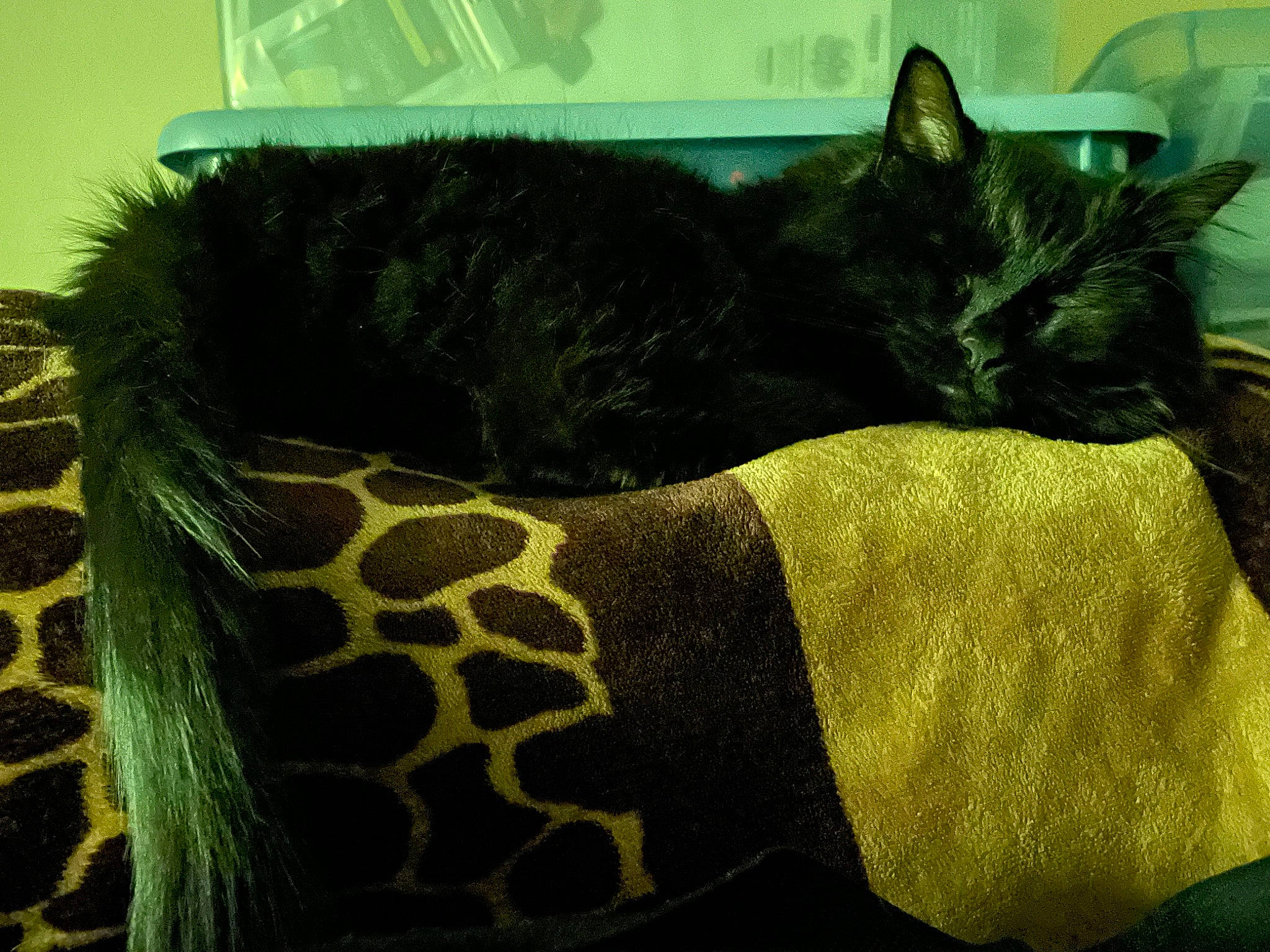 Bella joined the competition — help win amazing prizes! black_cat, carnivore, cat, comfort, domestic_short_haired_cat, felidae, fur, grass, grey, human_leg, linens, nap, pattern, small_to_medium_sized_cats, snout, tail, textile, whiskers, wool, woolen