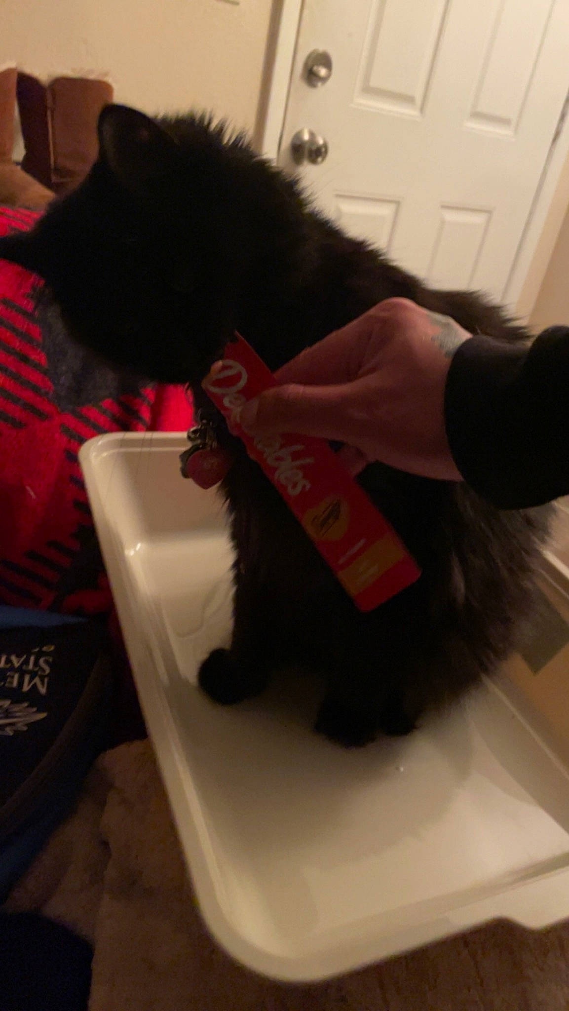 Bella joined the competition — help win amazing prizes! black_cat, carmine, cat, claw, comfort, comfort_food, domestic_short_haired_cat, felidae, flooring, fur, gesture, room, sleeve, small_to_medium_sized_cats, tail, whiskers