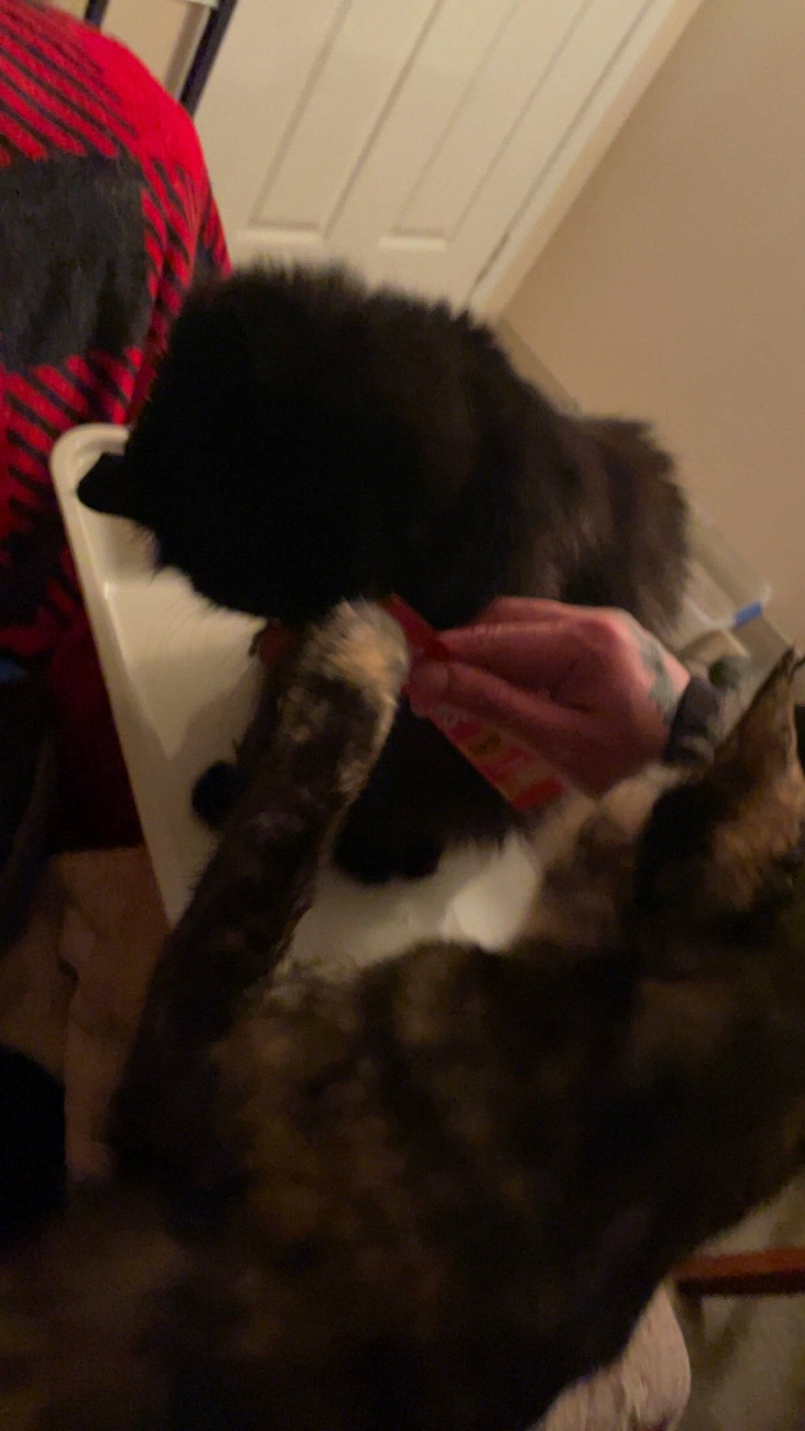 Bella joined the competition — help win amazing prizes! black_cat, canidae, carnivore, cat, claw, comfort, companion_dog, dog_breed, ear, felidae, fur, gesture, nap, natural_material, small_to_medium_sized_cats, snout, sporting_group, tail, terrestrial_animal, whiskers