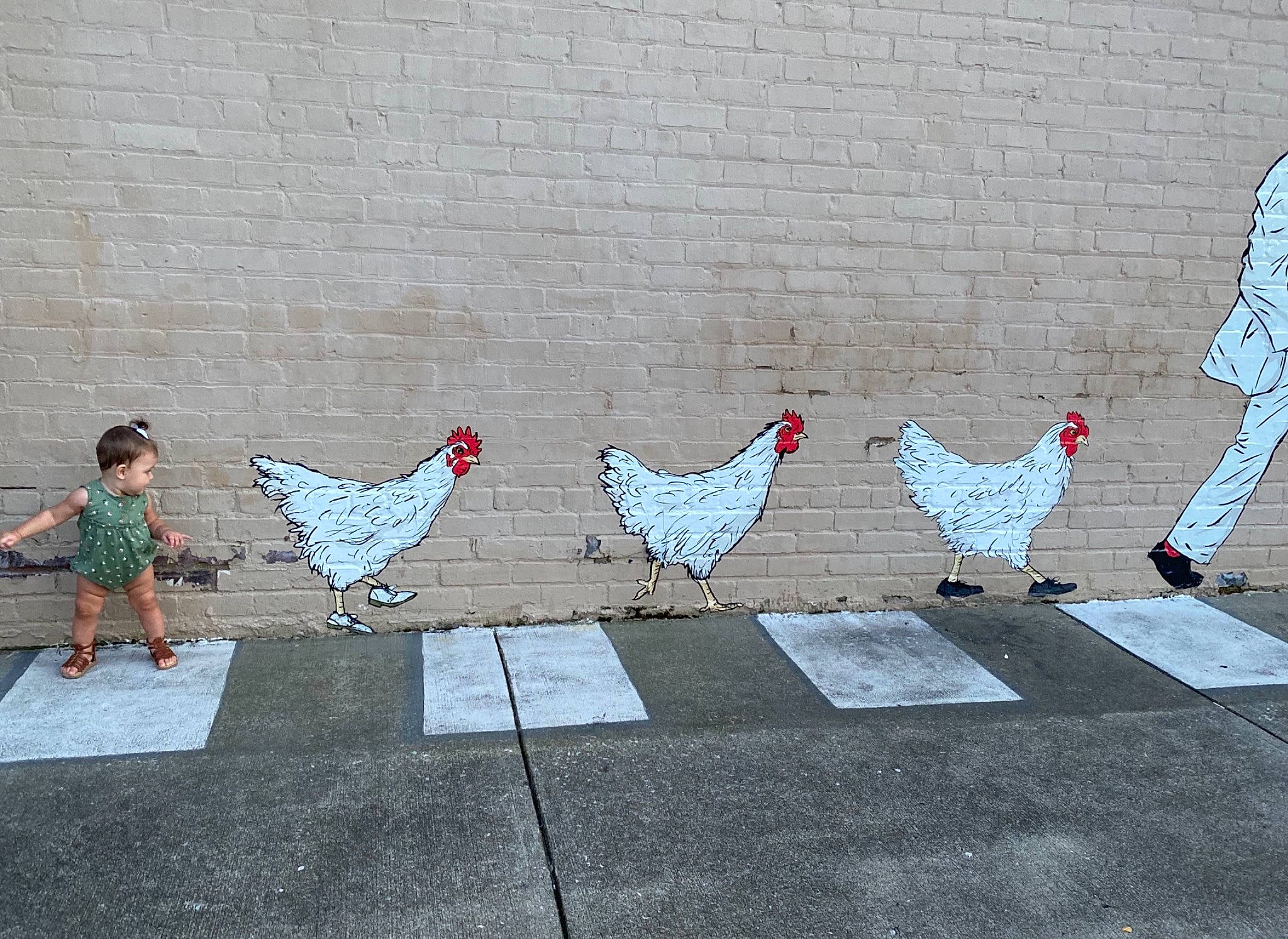 Akira joined the competition — help win amazing prizes! art, asphalt, beak, bird, chicken, comb, composite_material, concrete, floor, flooring, fowl, galliformes, grey, livestock, pattern, person, phasianidae, poultry, red, road_surface