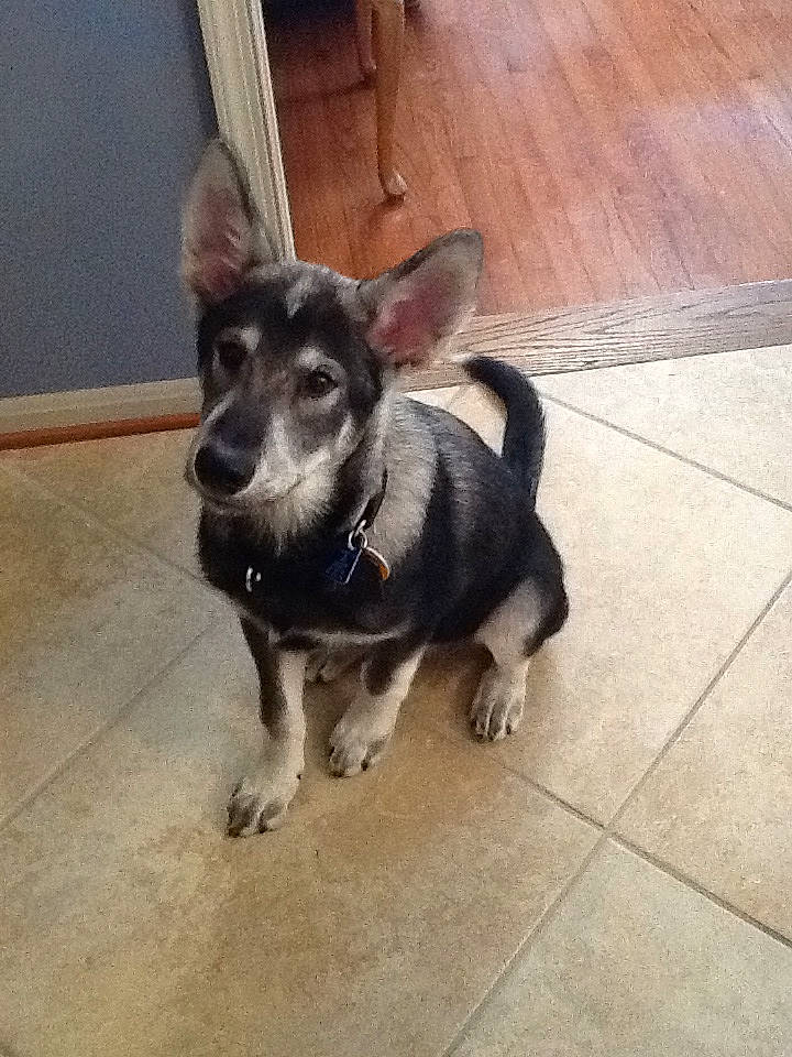 Dakota joined the competition — help win amazing prizes! canidae, carnivore, companion_dog, dog, dog_breed, ear, fawn, german_shepherd_dog, mammal, puppy, rare_breed_dog, snout, sporting_group, tail, vertebrate, working_dog