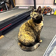 Eli is registered to the contest to win money with this photo: animal, basket, cat, cord, ears, equipment, exercise_equipment, eyes, floor_mat, fur, gym_floor, indoor, looking_away, pet, resting, sitting, tail, tortoiseshell_cat, treadmill, wall