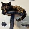 Eli joined the competition — help win amazing prizes! animal, cat, cat_tree, cozy, cute, dangling_toy, feline, fur, furry, home, indoor, pet, plush, relaxed, resting, sleeping, soft, tail, tortoiseshell_cat, whiskers