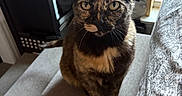 Eli joined the competition — help win amazing prizes! cat, tortoiseshell_cat, pet, indoor, furniture, ottoman, window, bedspread, curious, yellow_eyes, animal, mammal, domestic_cat, feline, ears, whiskers, looking, sitting, cozy, home