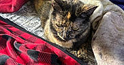 Eli is registered to the contest to win money with this photo: animal, bed, blanket, bottle, cat, comfort, container, cozy, fur, furniture, indoor, pattern, pet, relaxed, resting, shelf, sleepy, soft, tortoiseshell_cat, warm