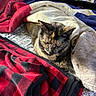 Eli is registered to the contest to win money with this photo: cat, tortoiseshell_cat, blanket, bed, indoor, cozy, furniture, shelf, container, bottle, resting, animal, pet, fur, pattern, comfort, soft, warm, relaxed, sleepy