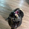 Eli is registered to the contest to win money with this photo: animal, cat, close_up, curious, cute, domestic, ears, feline, fur, green_eyes, home, indoor, looking_up, mouth_open, pet, playful, teeth, tortoiseshell, whiskers, wooden_floor