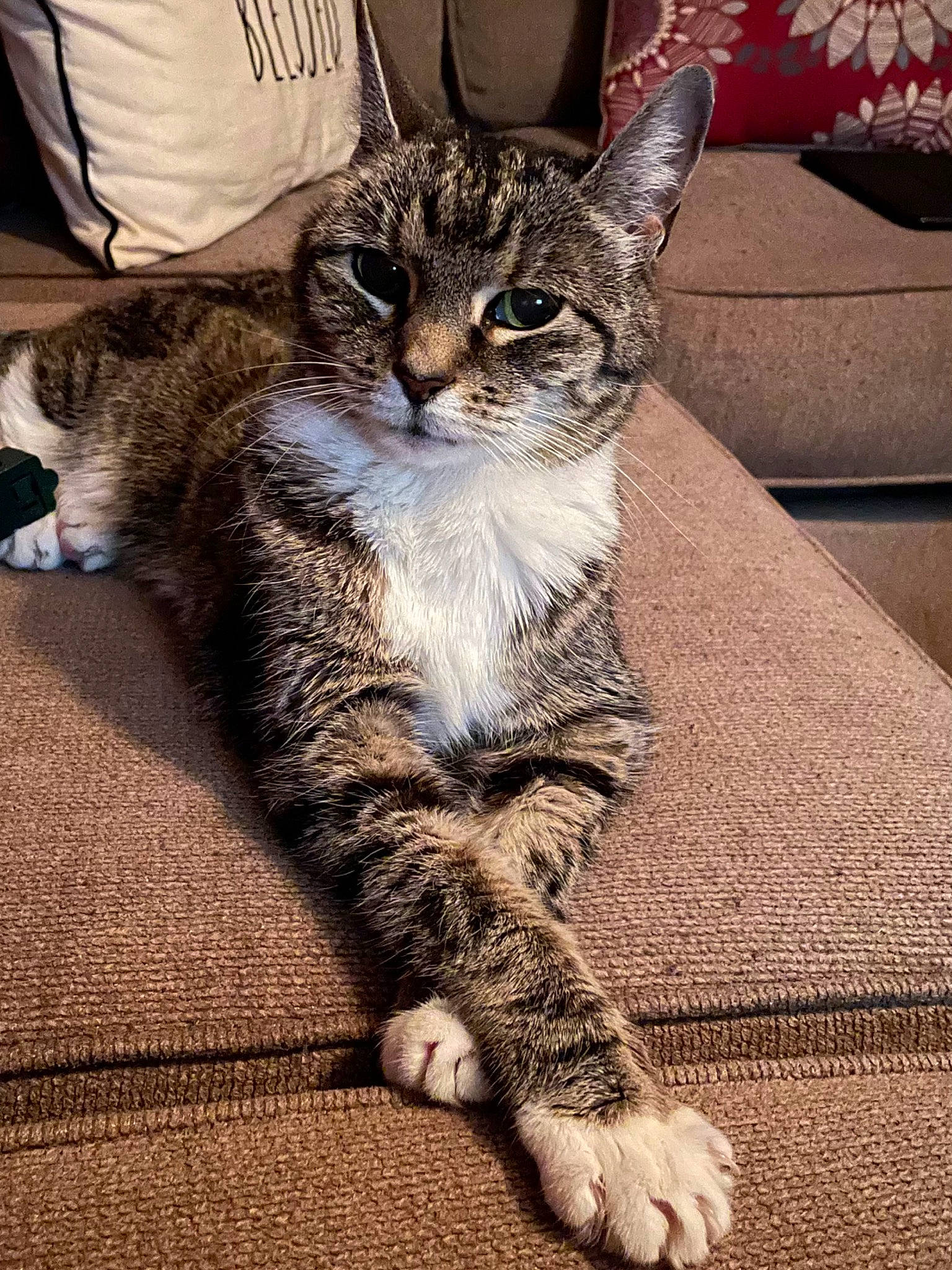 Cheetah joined the competition — help win amazing prizes! carnivore, cat, claw, comfort, domestic_short_haired_cat, felidae, flooring, foot, fur, grey, paw, sitting, small_to_medium_sized_cats, snout, tail, terrestrial_animal, whiskers