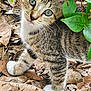 animal, cat, close_up, curious, cute, eyes, fur, green_leaves, ground, kitten, leaves, nature, outdoor, pet, plant, small, tabby, whiskers, white_paws, young_cat