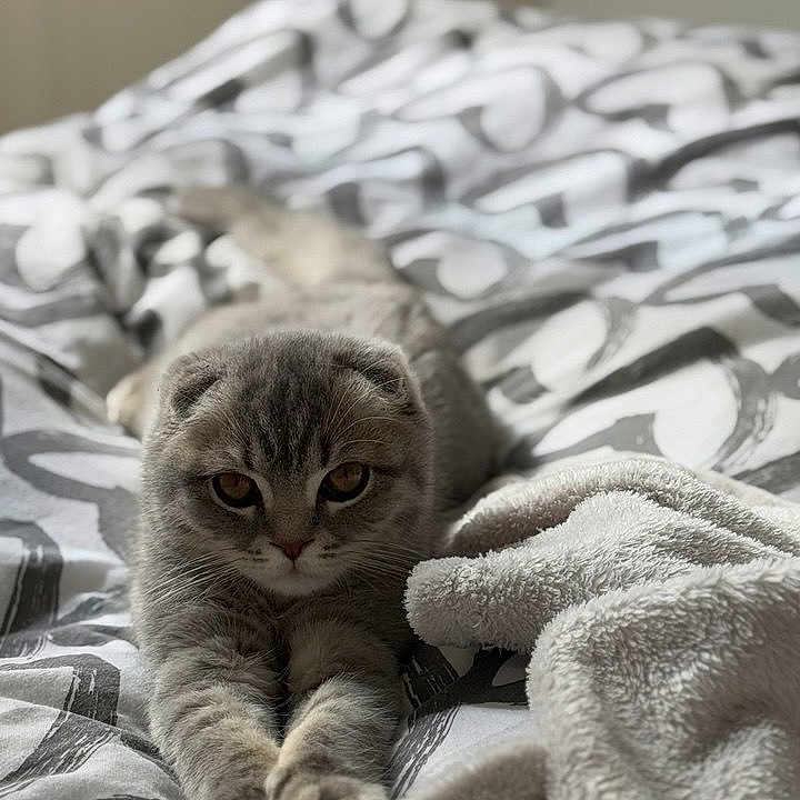 Leo a rejoint le concours — aidez-le/la à gagner de superbes lots ! animal, bed, blanket, cat, comfort, cozy, cute, cute_pet, domestic_animal, feline, fur, gray_cat, indoor, patterned_bedding, pet, relaxation, resting, sleepy, soft, stretching
