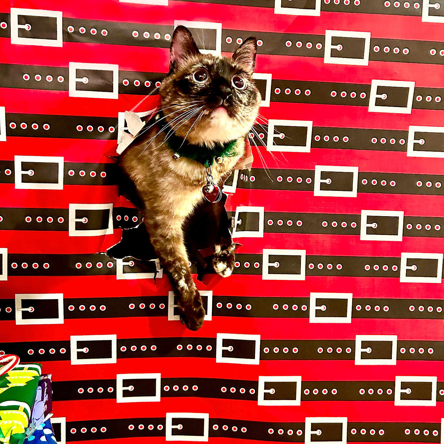 Misty joined the competition — help win amazing prizes! abyssinian, accessories, animal, architecture, art, brick, building, cat, collage, ferret, formalwear, glasses, indoors, interiordesign, kitten, manx, pet, siamese, tie, wall