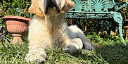 Happy a rejoint le concours — aidez-le/la à gagner de superbes lots ! dog, golden_retriever, puppy, grass, garden, bench, outdoor, sunlight, pet, animal, fluffy, cute, canine, nature, relaxing, greenery, closeup, portrait, daylight, adorable