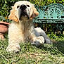 dog, golden_retriever, puppy, grass, garden, bench, outdoor, sunlight, pet, animal, fluffy, cute, canine, nature, relaxing, greenery, closeup, portrait, daylight, adorable